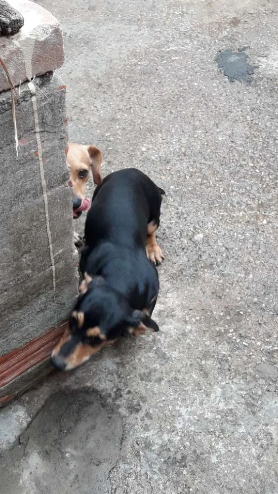 Cachorro ra a MISTA "SALSICHA" idade 2 a 6 meses nome CRISTAL
