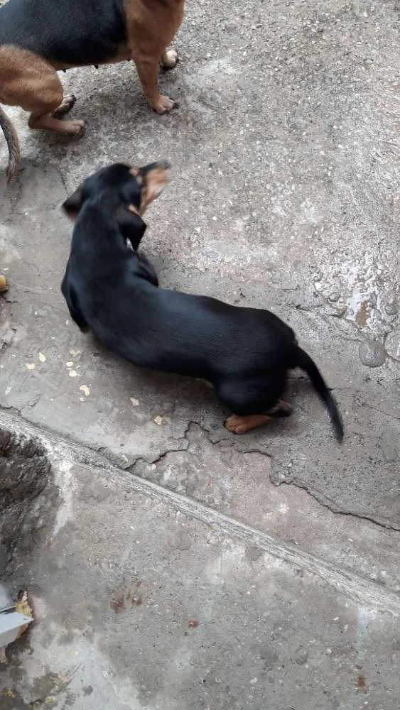 Cachorro ra a MISTA "SALSICHA" idade 2 a 6 meses nome CRISTAL