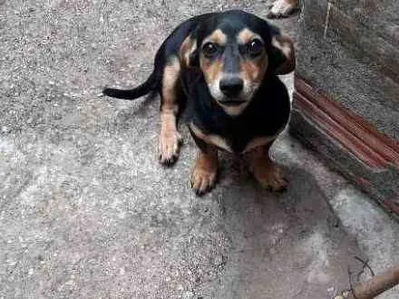 Cachorro ra a MISTA "SALSICHA" idade 2 a 6 meses nome CRISTAL