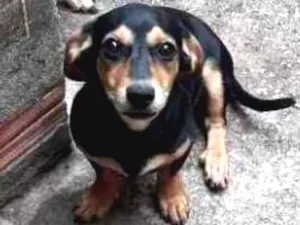 Cachorro raça MISTA "SALSICHA" idade 2 a 6 meses nome CRISTAL