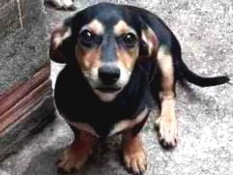 Cachorro ra a MISTA "SALSICHA" idade 2 a 6 meses nome CRISTAL
