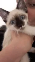 Gato raça SRD idade 2 a 6 meses nome Kiwi