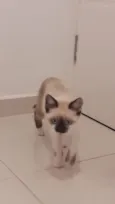 Gato raça SRD idade 2 a 6 meses nome Kiwi