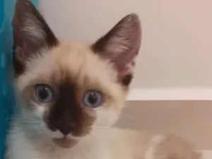 Gato raça SRD idade 2 a 6 meses nome Kiwi
