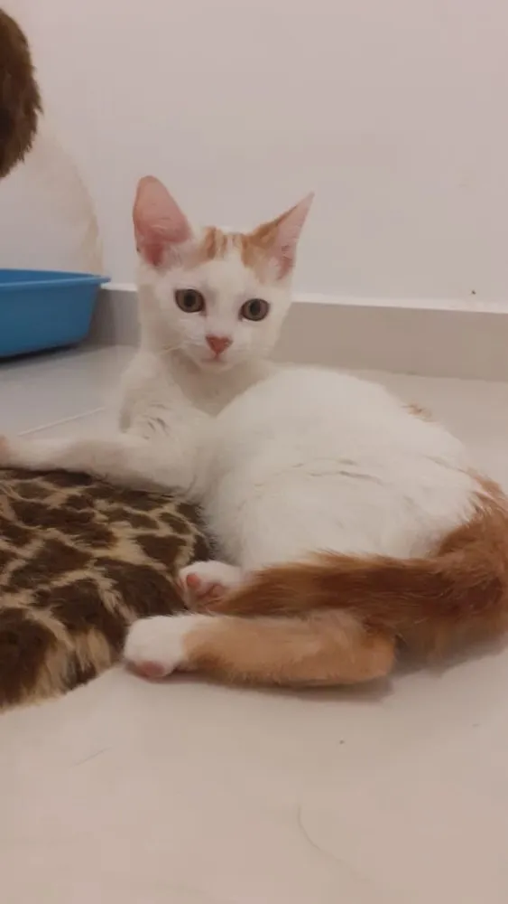 Gato ra a SRD idade 2 a 6 meses nome Mexirica
