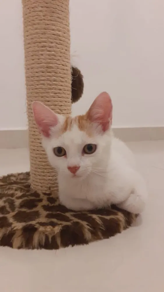 Gato ra a SRD idade 2 a 6 meses nome Mexirica