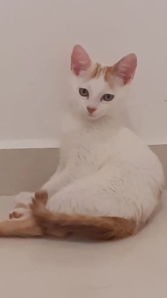 Gato ra a SRD idade 2 a 6 meses nome Mexirica