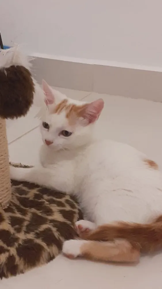 Gato ra a SRD idade 2 a 6 meses nome Mexirica