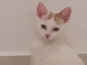 Gato raça SRD idade 2 a 6 meses nome Mexirica