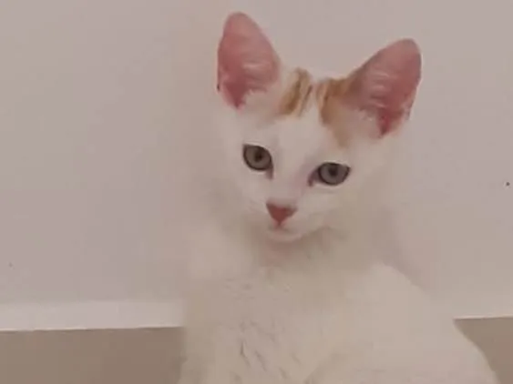 Gato ra a SRD idade 2 a 6 meses nome Mexirica