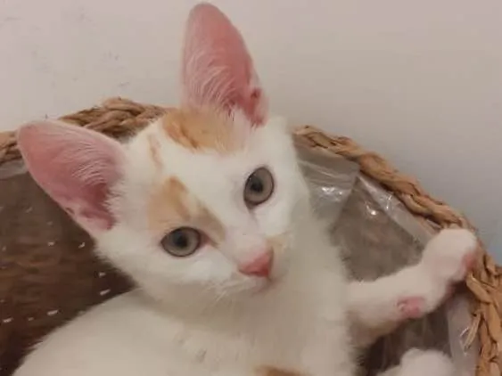 Gato raça SRD idade 2 a 6 meses nome Tangerina