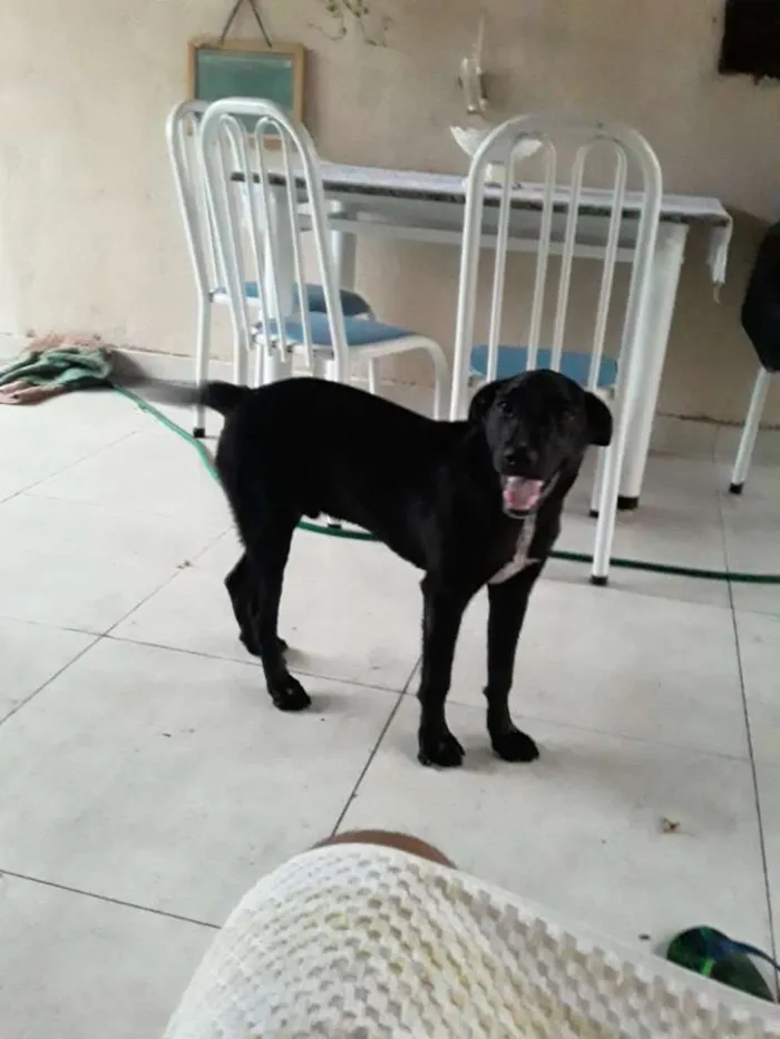 Cachorro raça Misturado siberiano vira lata idade  nome Café 