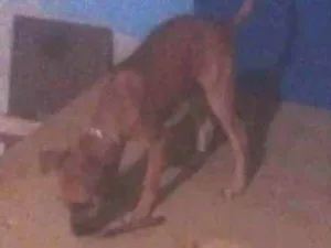 Cachorro raça salsicha com poodle idade 2 a 6 meses nome lobinho
