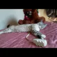 Vida