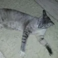Vida