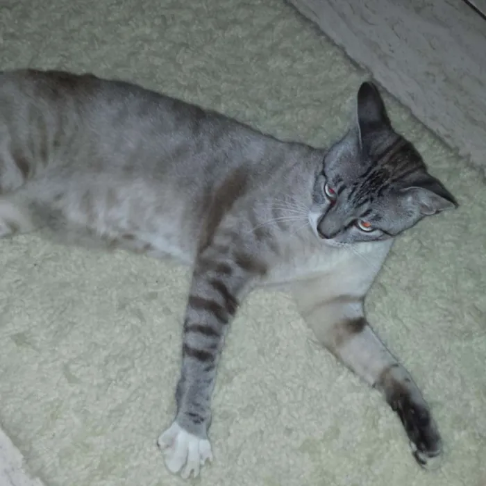Gato ra a Siamês  idade 7 a 11 meses nome Vida
