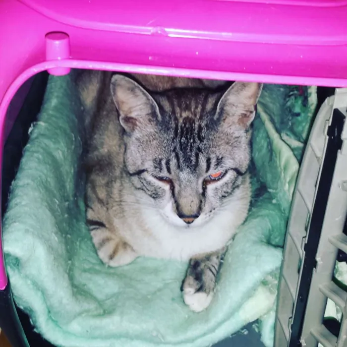 Gato ra a Siamês  idade 7 a 11 meses nome Vida