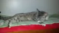 Vida