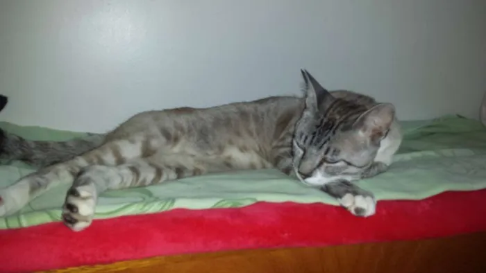 Gato ra a Siamês  idade 7 a 11 meses nome Vida