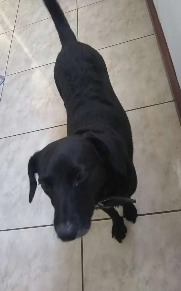 Cachorro ra a Vira lata idade 2 a 6 meses nome Kiara