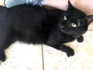 Gato raça Srd idade 5 anos nome Tom