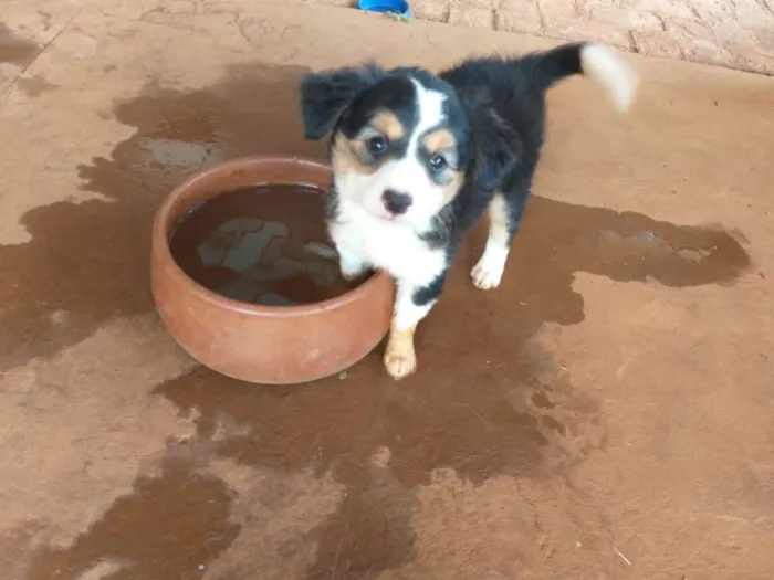 Cachorro ra a Srd idade Abaixo de 2 meses nome Sem nome