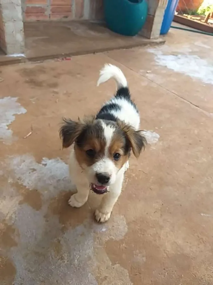 Cachorro ra a Srd idade Abaixo de 2 meses nome Sem nome