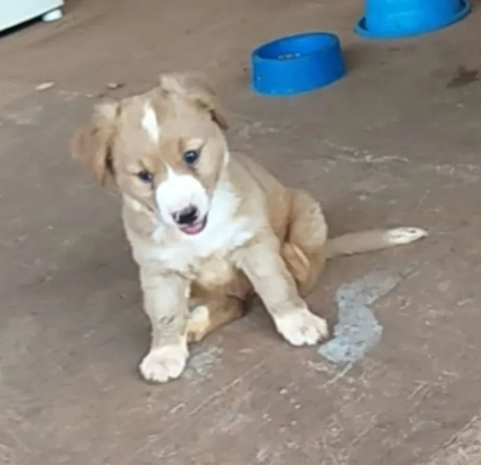 Cachorro ra a Srd idade Abaixo de 2 meses nome Sem nome