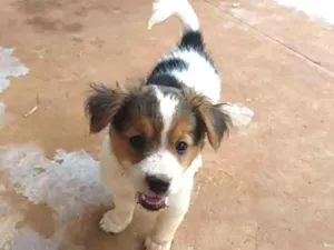 Cachorro raça Srd idade Abaixo de 2 meses nome Sem nome