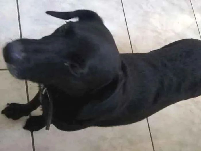 Cachorro ra a Vira lata idade 2 a 6 meses nome Kiara