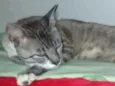 Vida