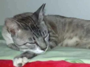 Gato raça Siamês  idade 7 a 11 meses nome Vida