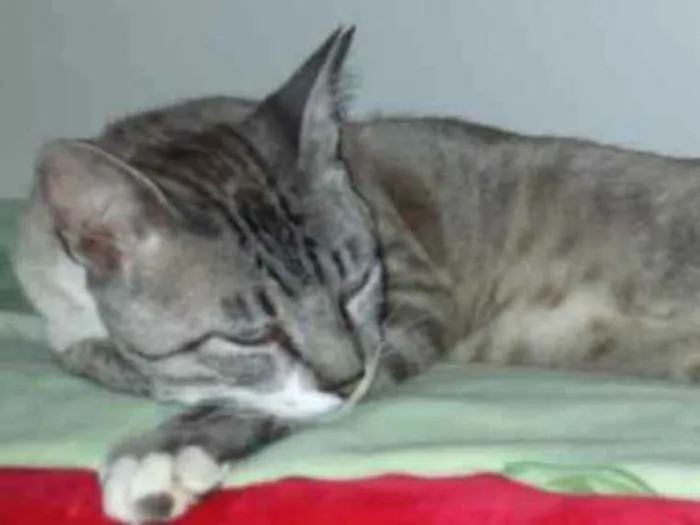 Gato ra a Siamês  idade 7 a 11 meses nome Vida
