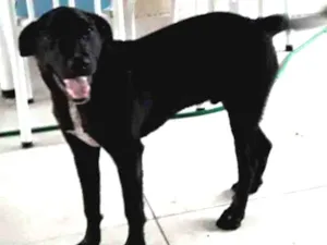 Cachorro raça Misturado siberiano vira lata idade  nome Café 