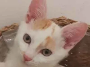Gato raça SRD idade 2 a 6 meses nome Tangerina