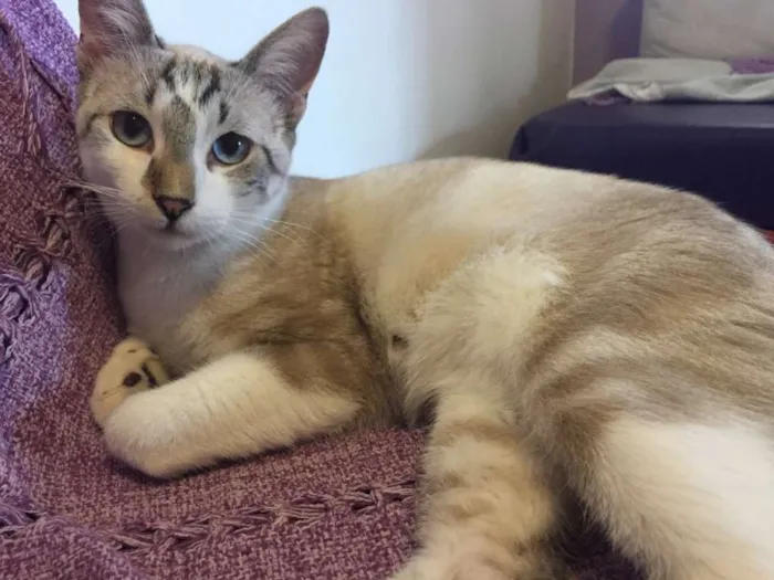 Gato ra a SRD idade 2 a 6 meses nome Pablo