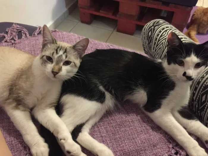 Gato ra a SRD idade 2 a 6 meses nome Pablo