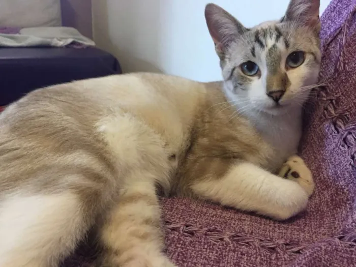 Gato ra a SRD idade 2 a 6 meses nome Pablo