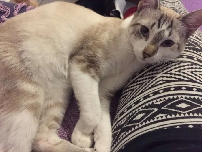 Gato ra a SRD idade 2 a 6 meses nome Pablo