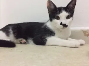 Gato raça SRD idade 7 a 11 meses nome Andrey