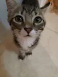 Tom