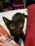 Amora