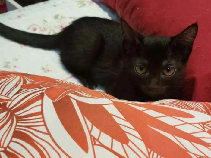 Gato ra a SRD idade 2 a 6 meses nome Amora