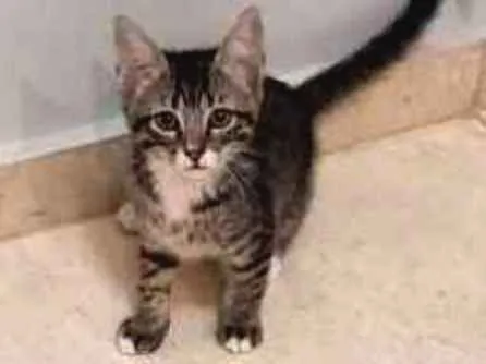Gato ra a SRD idade 2 a 6 meses nome Tom