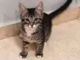 Tom