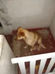 Bob
