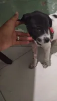 Laika
