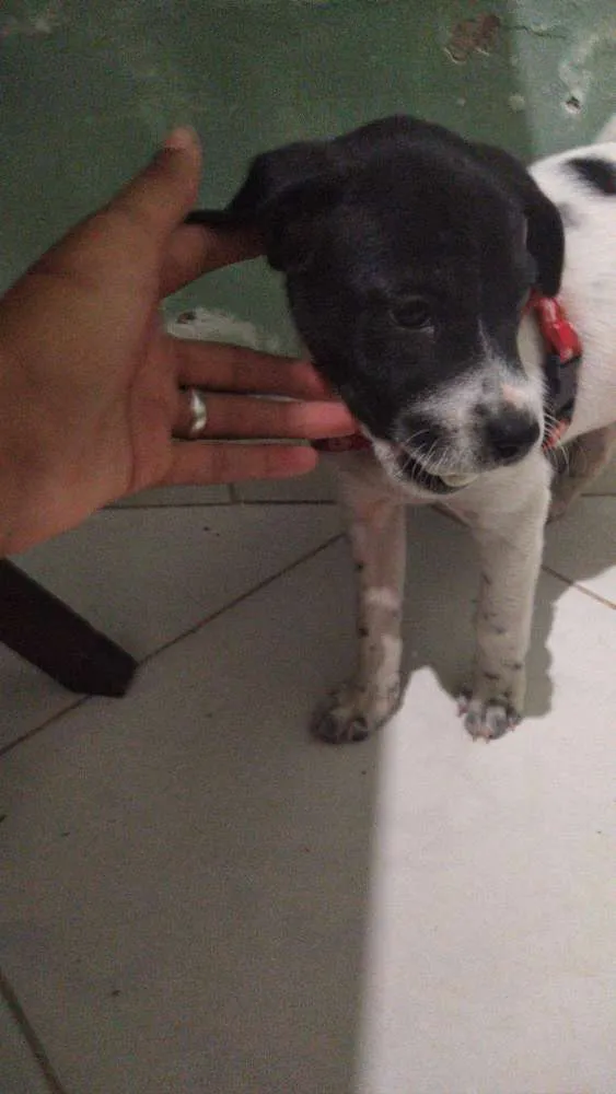 Cachorro ra a SRD idade 2 a 6 meses nome Laika