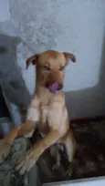 Bob