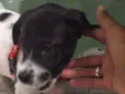 Laika